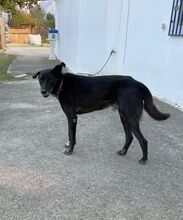 MAX, Hund, Labrador-Mix in Griechenland - Bild 3