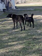 MAX, Hund, Labrador-Mix in Griechenland - Bild 5