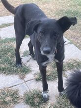 MAX, Hund, Labrador-Mix in Griechenland - Bild 7