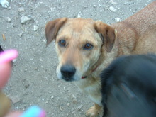 JONNY, Hund, Mischlingshund in Griechenland - Bild 1