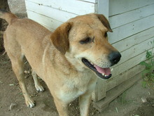 JONNY, Hund, Mischlingshund in Griechenland - Bild 2