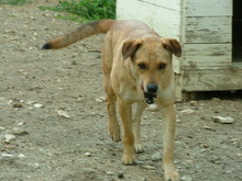 JONNY, Hund, Mischlingshund in Griechenland - Bild 3