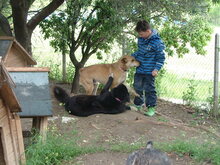 JONNY, Hund, Mischlingshund in Griechenland - Bild 4