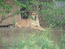 JONNY, Hund, Mischlingshund in Griechenland - Bild 5