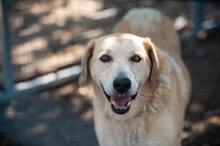 BENNY, Hund, Mischlingshund in Griechenland - Bild 1