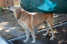 BENNY, Hund, Mischlingshund in Griechenland - Bild 2