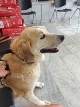 BENNY, Hund, Mischlingshund in Griechenland - Bild 3