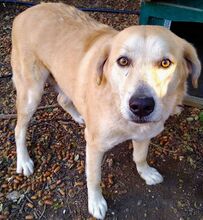 BENNY, Hund, Mischlingshund in Griechenland - Bild 4