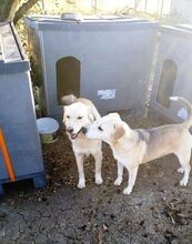 GOLDEN, Hund, Mischlingshund in Griechenland - Bild 3
