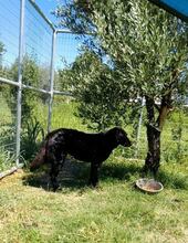 VALERIOS, Hund, Mischlingshund in Griechenland - Bild 2