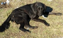 VALERIOS, Hund, Mischlingshund in Griechenland - Bild 3