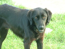 VALERIOS, Hund, Mischlingshund in Griechenland - Bild 4
