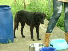 VALERIOS, Hund, Mischlingshund in Griechenland - Bild 5
