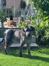 PELUSO, Hund, Mischlingshund in Rosbach - Bild 3
