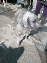 PELUSO, Hund, Mischlingshund in Rosbach - Bild 7