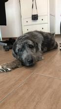 PELUSO, Hund, Mischlingshund in Rosbach - Bild 9