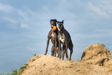 SANTANA, Hund, Galgo Español in Hatten - Bild 9