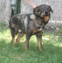 EARLGREY, Hund, Mischlingshund in Ungarn - Bild 1