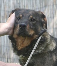 EARLGREY, Hund, Mischlingshund in Ungarn - Bild 2