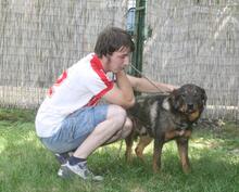 EARLGREY, Hund, Mischlingshund in Ungarn - Bild 3
