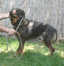 EARLGREY, Hund, Mischlingshund in Ungarn - Bild 4