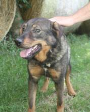 EARLGREY, Hund, Mischlingshund in Ungarn - Bild 5