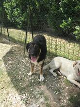 DENISA, Hund, Mischlingshund in Wedel - Bild 1