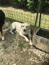 DENISA, Hund, Mischlingshund in Wedel - Bild 3