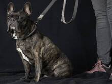 BONNY, Hund, Französische Bulldogge in Hamburg - Bild 4