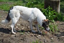PAM, Hund, Mischlingshund in Rumänien - Bild 10