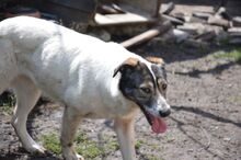 PAM, Hund, Mischlingshund in Rumänien - Bild 2