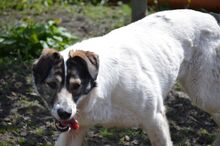 PAM, Hund, Mischlingshund in Rumänien - Bild 3