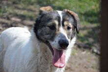 PAM, Hund, Mischlingshund in Rumänien - Bild 5