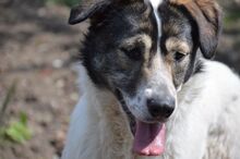 PAM, Hund, Mischlingshund in Rumänien - Bild 7