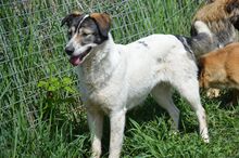 PAM, Hund, Mischlingshund in Rumänien - Bild 8