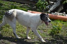 PAM, Hund, Mischlingshund in Rumänien - Bild 9