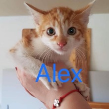 ALEX, Katze, Europäisch Kurzhaar-Mix in Bulgarien - Bild 1