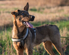 SPARROW, Hund, Mischlingshund in Weichering - Bild 3