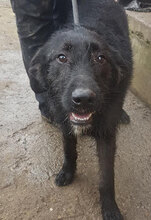 LAELIA, Hund, Mischlingshund in Bulgarien - Bild 2