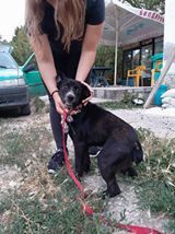 CASPAR, Hund, Mischlingshund in Bulgarien - Bild 3