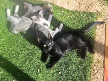 LUCAS, Katze, Europäisch Kurzhaar in Spanien - Bild 5