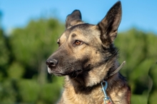 PITTY, Hund, Mischlingshund in Russische Föderation - Bild 1