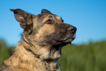 PITTY, Hund, Mischlingshund in Russische Föderation - Bild 2