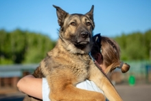 PITTY, Hund, Mischlingshund in Russische Föderation - Bild 3