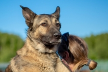 PITTY, Hund, Mischlingshund in Russische Föderation - Bild 4
