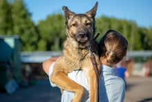 PITTY, Hund, Mischlingshund in Russische Föderation - Bild 5