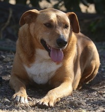 FELLA, Hund, Labrador-Mix in Portugal - Bild 1