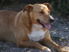 FELLA, Hund, Labrador-Mix in Portugal - Bild 2
