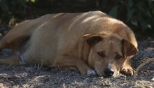 FELLA, Hund, Labrador-Mix in Portugal - Bild 3