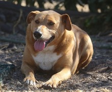 FELLA, Hund, Labrador-Mix in Portugal - Bild 4